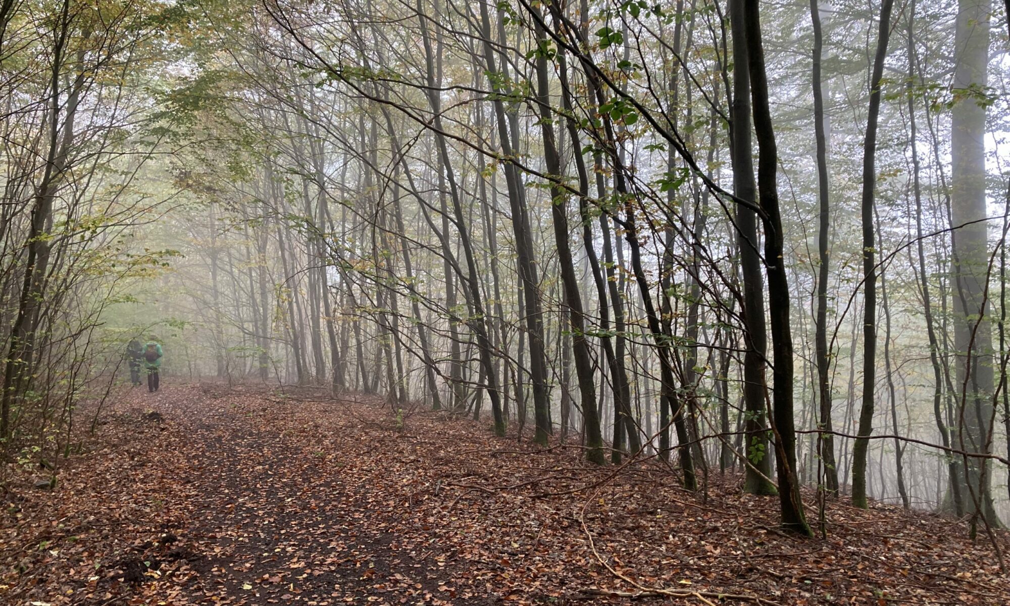 Urwaldsteig, Edersee, Hessen